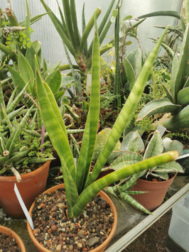 Sansevieria roxburghiana
