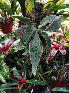 Platycerium veitchii