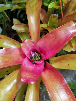 Neoregelia "Kathleen" x "Fireball"