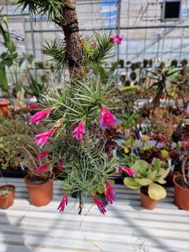 Tillandis tenuifolia var. vaginata