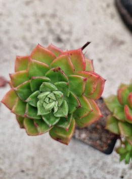 Sedeveria "Letizia"