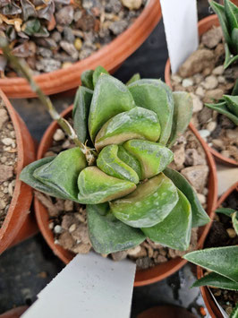 Haworthia maughanii