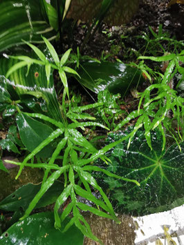 Pteris umbrosa?