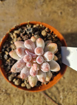 Pachyphytum machucae "Baby Fingers"