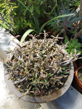 Euphorbia decaryi var. spirosticha (Ampanihy - Tsiombe)