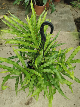 Drynaria laurentii