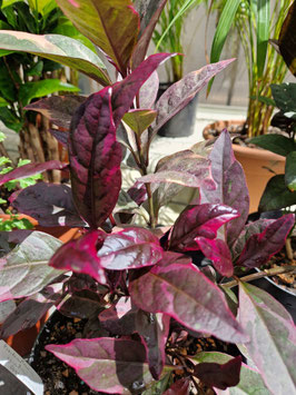 Pseuderanthemum carruthersii "Pink"