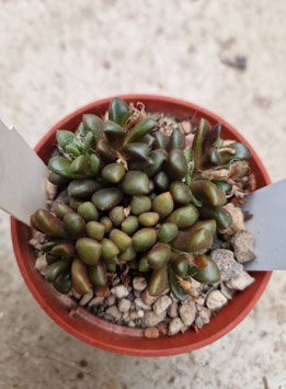Anacampseros vanthielii "Anenous Pass"