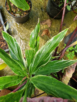 Zingiber mioga variegata