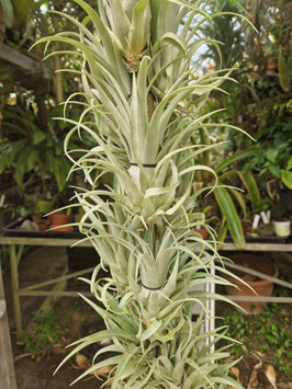 Tillandsia capitata "Maroon"