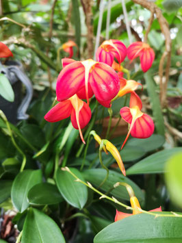 Masdevallia ignea