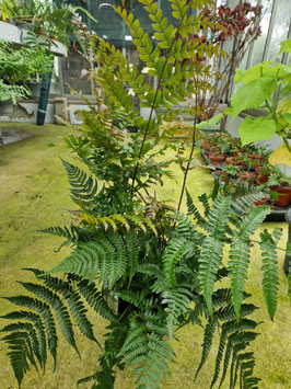 Dryopteris erythrosora "Brilliance"