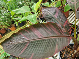 Musa "Nono Pink" variegata