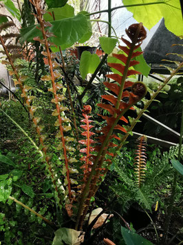 Blechnum brasiliense