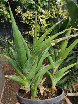 Sansevieria arborescens?