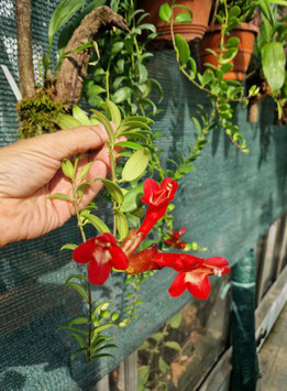 Aeschynanthus javanicus