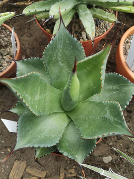 Agave chiapensis?