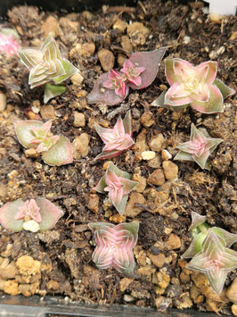 Crassula capitella var. thyrsiflora