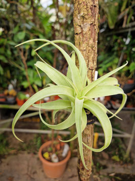 Tillandsia achyrostachys