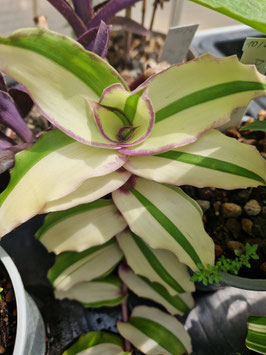 Callisia socunuscensis variegata