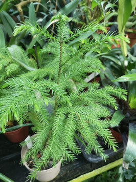 Araucaria bernieri