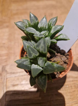 Haworthia "Love Heart"