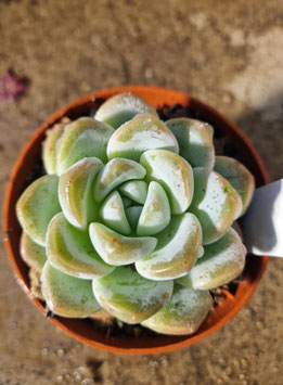 Echeveria "Jade-Butterfly"