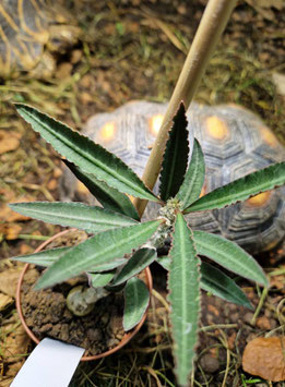 Euphorbia suzannae-marnierae