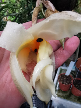 Stanhopea embreei