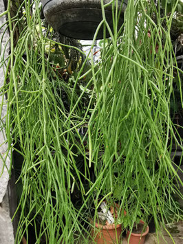 Rhipsalis minutiflora