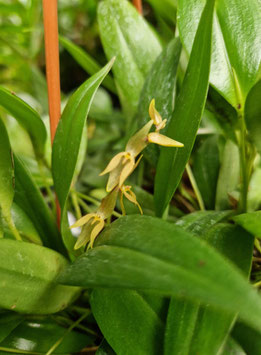 Pleurothallis rowleei