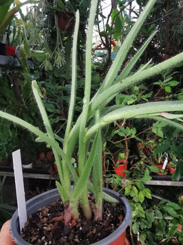 Tradescantia hirta