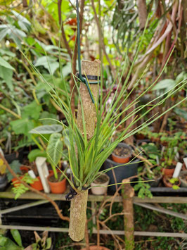 Tillandsia moscosoi