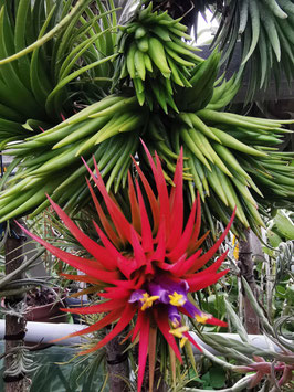 Tillandsia ionantha "Apretado"