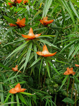 Freycinetia cumingiana