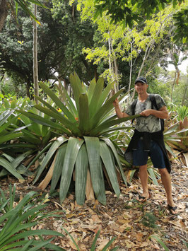Alcantarea imperialis