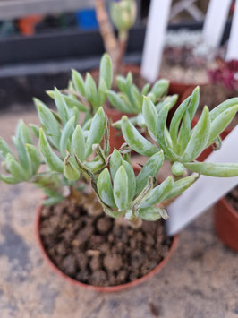 Senecio mandraliscae