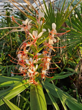 Hedychium "Thai Pink Profusion"