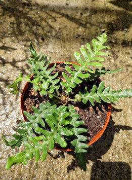 Blechnum cycadifolium
