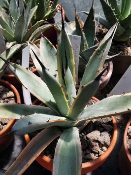 Agave macroacantha "Blue Ribbon"