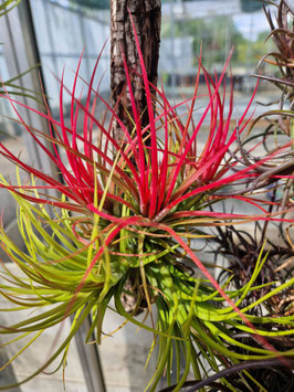 Tillandsia "Holm´s Volcano"