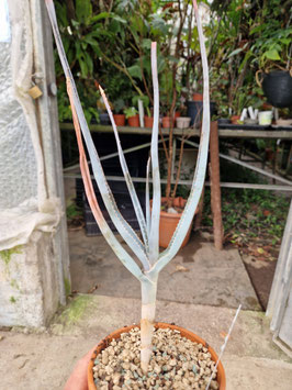 Aloe teissieri