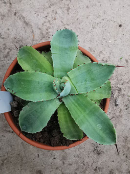 Agave potatorum verschaffeltii variegata