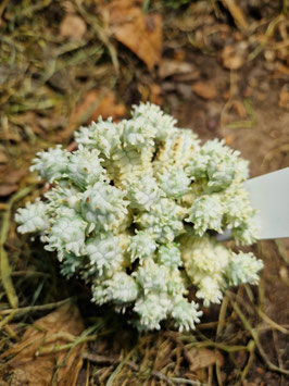 Euphorbia mammillaris variegata