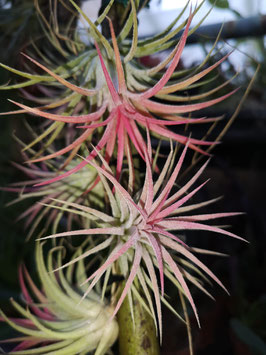 Tillandsia ionantha "Pink"