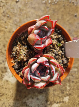 Echeveria "Dark Ice"