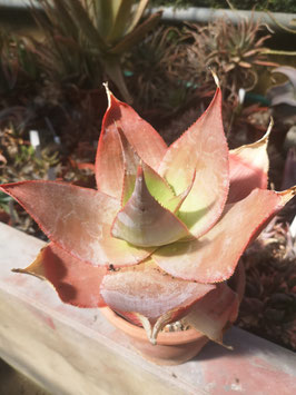 Aloe imalotensis