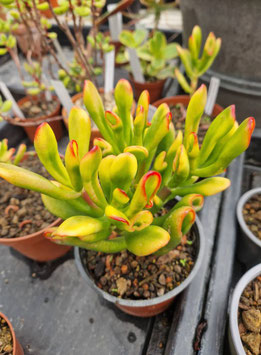 Crassula ovata "Gollum" variegata