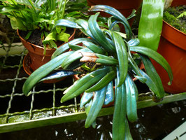 Microsorum thailandicum