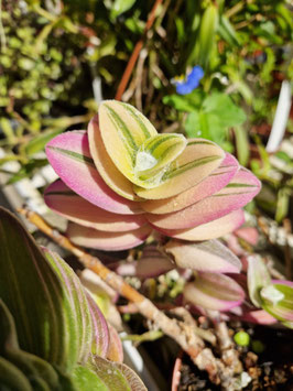 Tradescantia sillamontana variegata